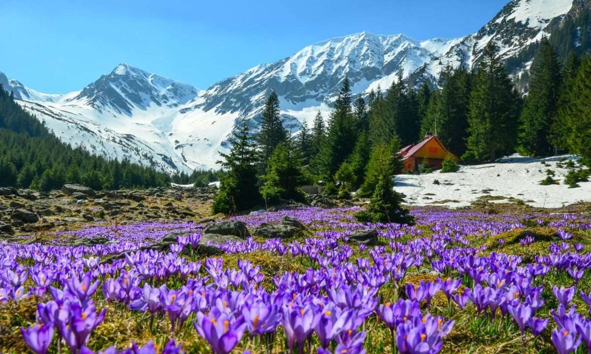 La route la plus populaire vers Vârful Moldoveanu est celle qui passe par la Vallée de Sâmbata et passe par la cabane du même nom. Le plateau à côté du gîte est devenu un lieu de pèlerinage chaque printemps grâce au crocus qui complète la vue vers la crête de Făgăraş