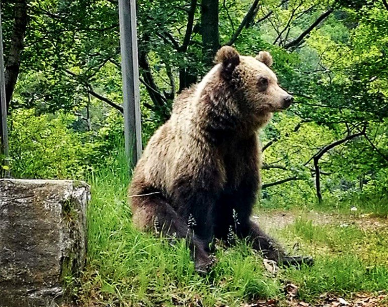 Urși Transfăgărășan 2025 Probabil una dintre cele mai dramatice instantanee cu un urs matur cerșetor. Exemplarul și-a dezvoltat un comportament anormal, care îi asigură accesul facil la hrană.