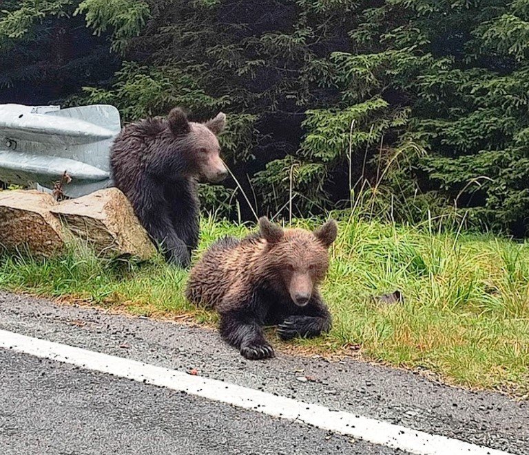 Urși Transfăgărășan 2025 Urșii tineri sunt cei mai vulnerabili, pe de o parte pentru că fiind mai mici se bucură de multă atenție din partea turiștilor, pe de alta pentru că s-au adaptat la acest stil de viață ceea ce-i face incapabili să supraviețuiască în mediul lor natural.