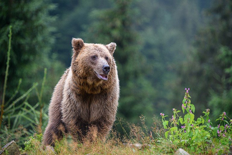 Urși Transfăgărășan 2025 Ursul brun (Ursus arctos) este cel mai mare reprezentant al prădătorilor europeni.